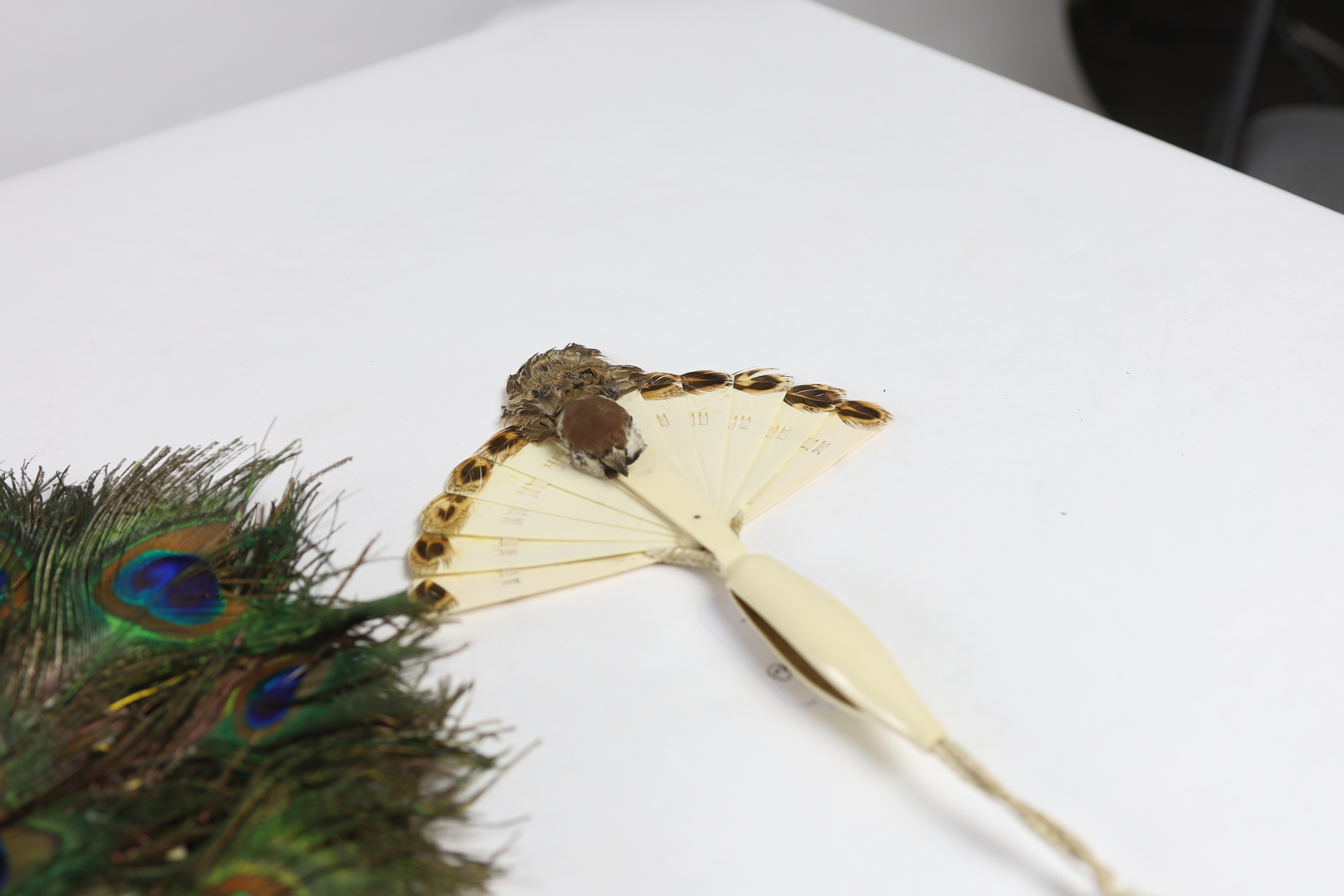 Two Edwardian early 1920’s feather fans with unusual bird decoration together with a peacock fan, one with cream Bakelite handle and guards, feather leaf and bird decoration, the other with silver painted guards, feather